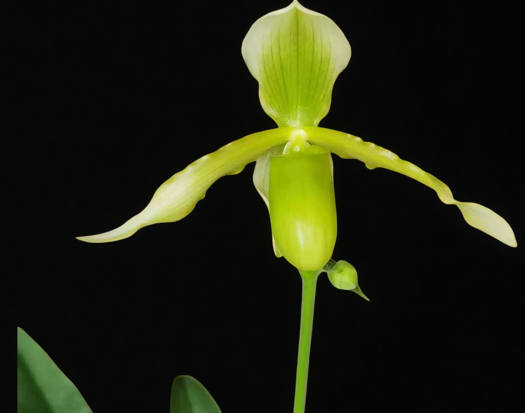 Paphiopedilum Henrietta Fujiwara haynaldianum alba x primulinum alb