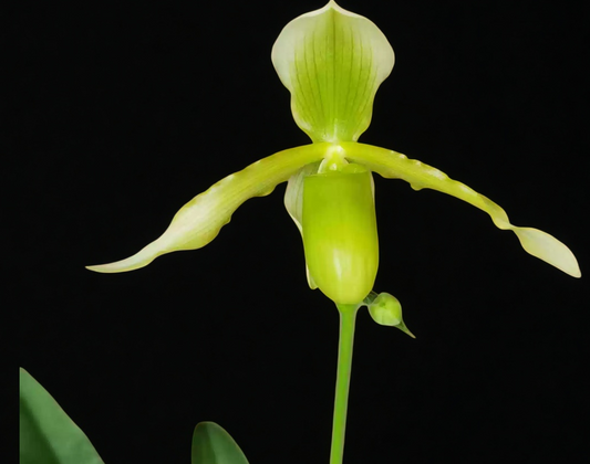 Paphiopedilum Henrietta Fujiwara haynaldianum alba x primulinum alb