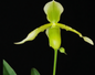 Paphiopedilum Henrietta Fujiwara haynaldianum alba x primulinum alb