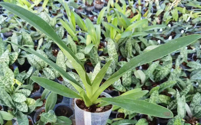 Paphiopedilum Henrietta Fujiwara haynaldianum alba x primulinum alb