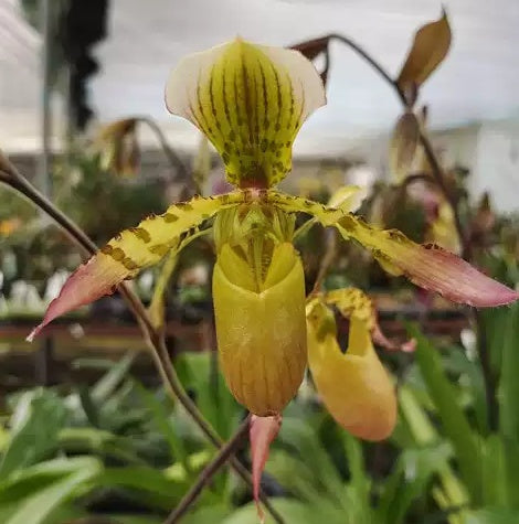 Paphiopedilum Henrietta Fujiwara (haynaldianum x primulinum)