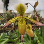 Paphiopedilum Henrietta Fujiwara haynaldianum x primulinum