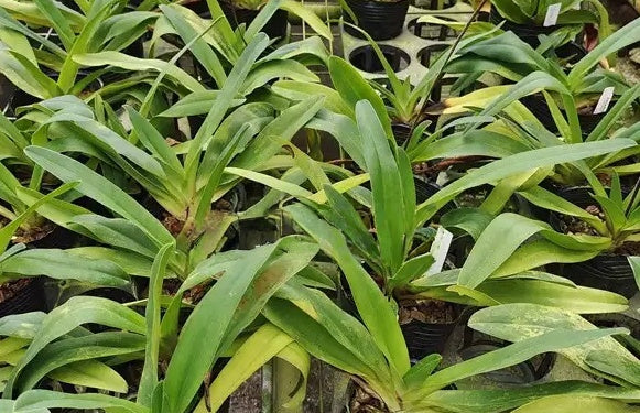 Paphiopedilum Henrietta Fujiwara haynaldianum x primulinum