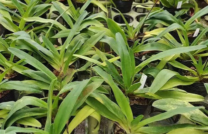 Paphiopedilum Henrietta Fujiwara haynaldianum x primulinum