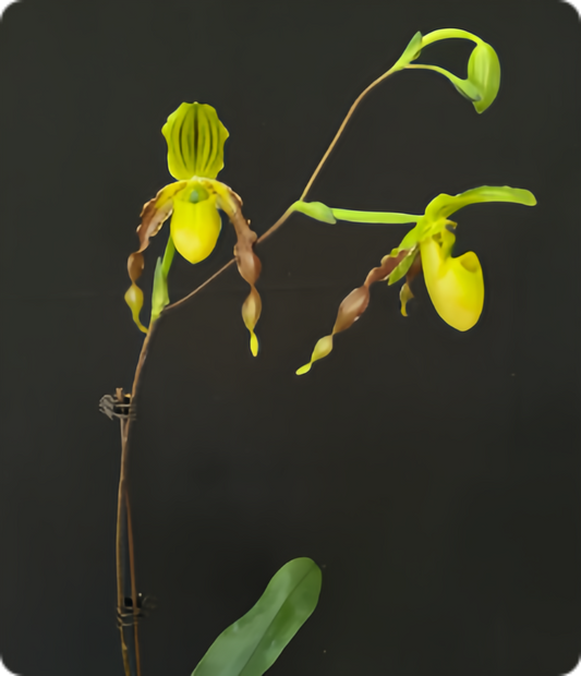 Paphiopedilum Honey (philippinense x primulinum flavum)