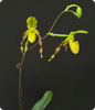Paphiopedilum Honey (philippinense x primulinum flavum)