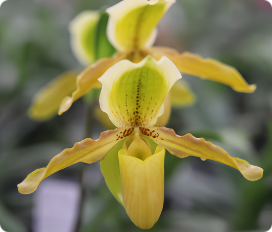 Paphiopedilum Krista (exul x primulinum)