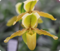 Paphiopedilum Krista (exul x primulinum)