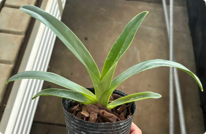 Paphiopedilum Krista (exul x primulinum)