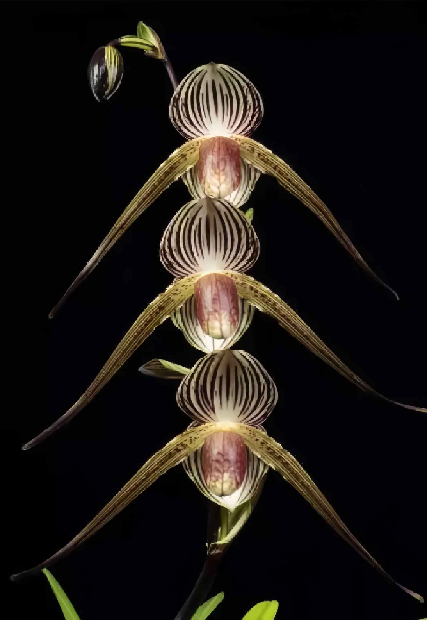 Paphiopedilum Lady Rothschild (Lady Isabel x rothschildianum)