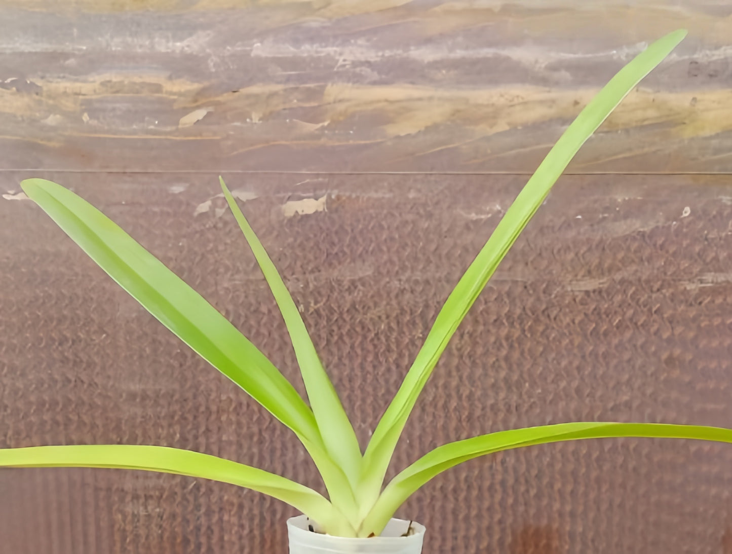 Paphiopedilum Lady Rothschild (Lady Isabel x rothschildianum)