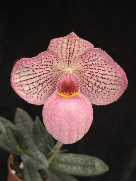 Paphiopedilum Magic Lantern