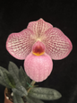 Paphiopedilum Magic Lantern