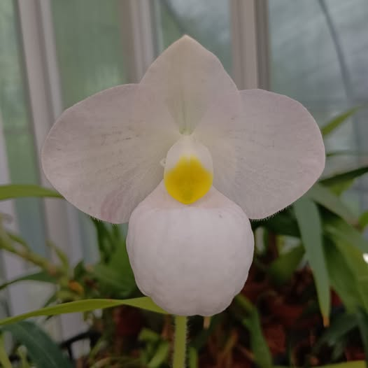 Paphiopedilum Magic Lantern semi-alba