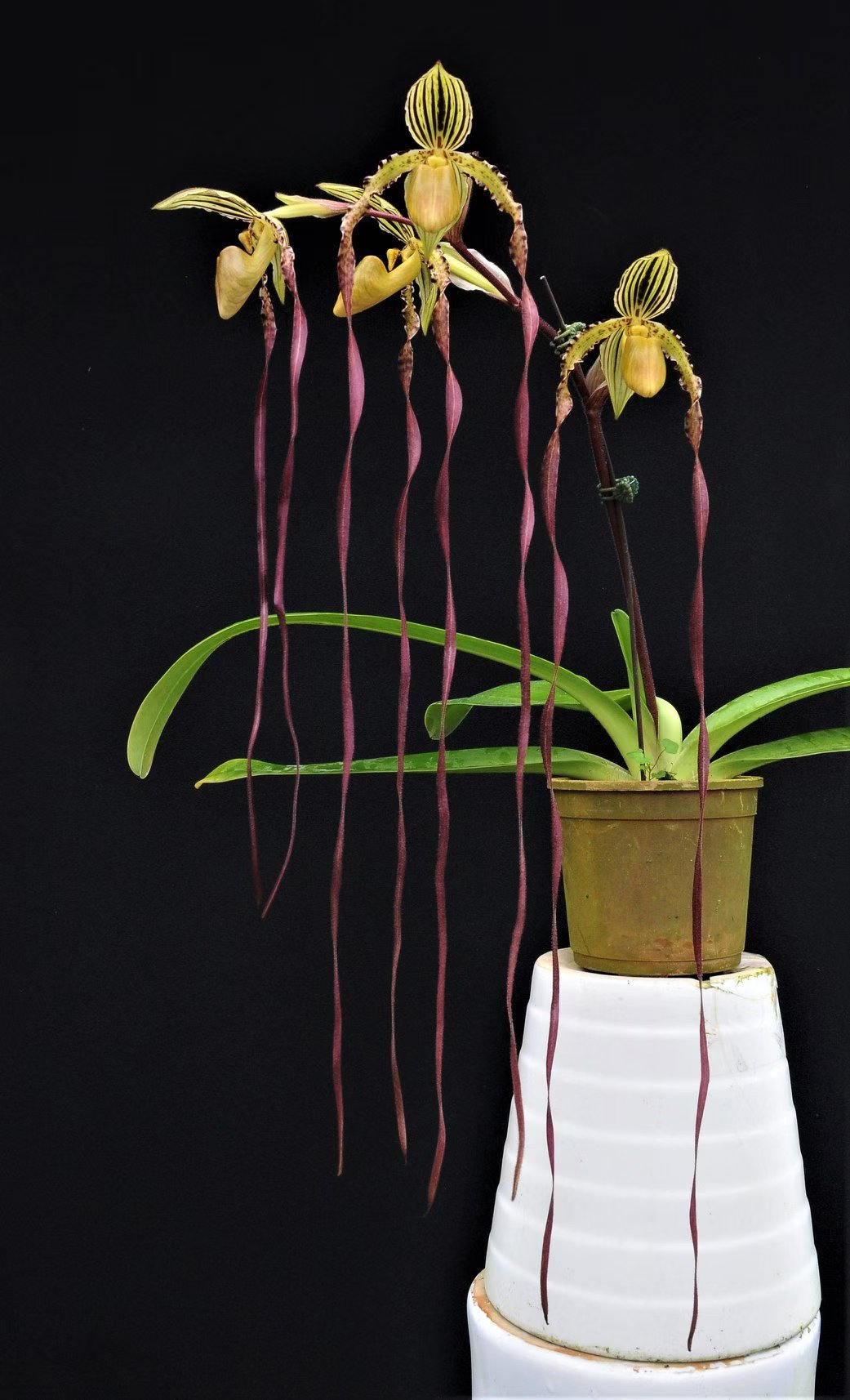Paphiopedilum Michael Koopowitz