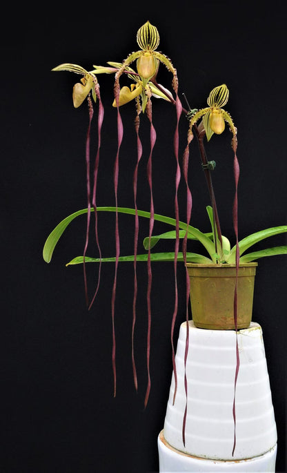 Paphiopedilum Michael Koopowitz