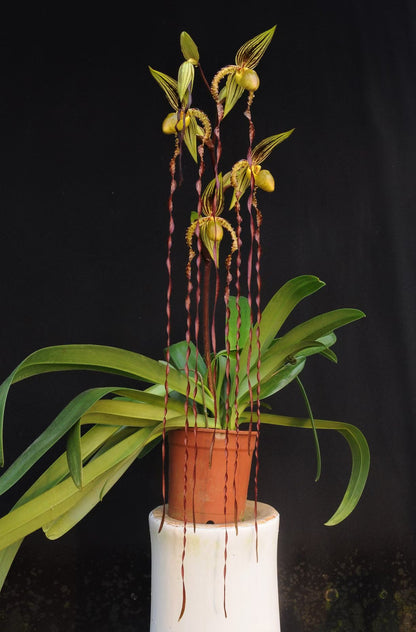 Paphiopedilum Michael Koopowitz