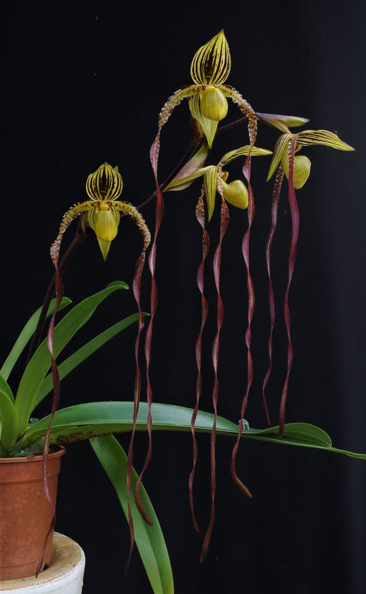Paphiopedilum Michael Koopowitz
