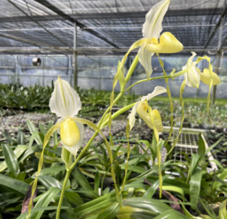 Paphiopedilum Mount Toro alba