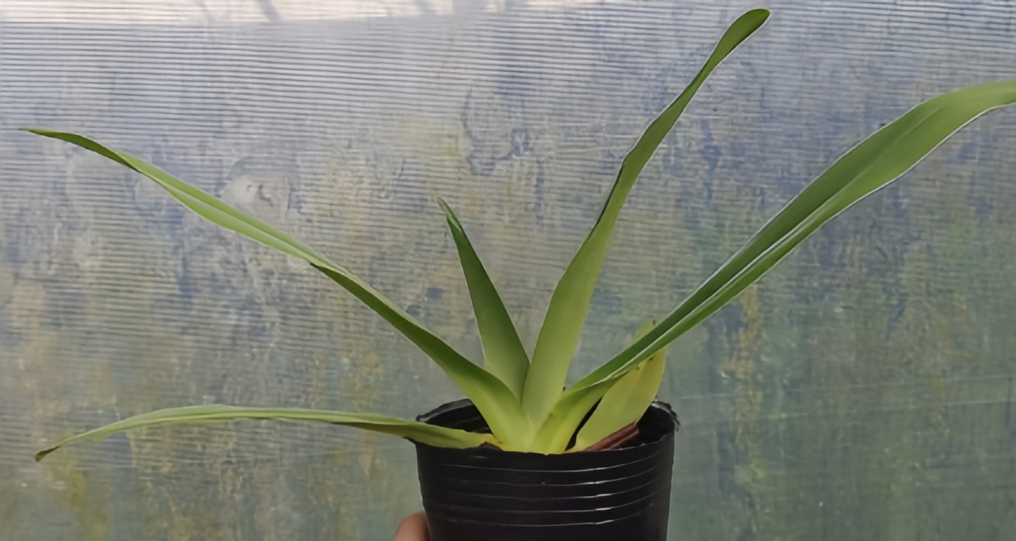 Paphiopedilum Mount Toro alba
