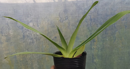 Paphiopedilum Mount Toro alba