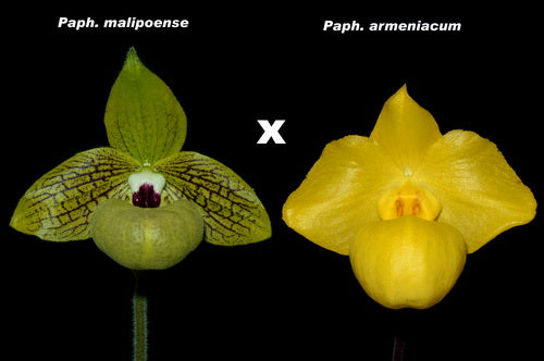 Paphiopedilum Norito Hasegawa（malipoense x armeniacum）