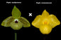 Paphiopedilum Norito Hasegawa（malipoense x armeniacum）