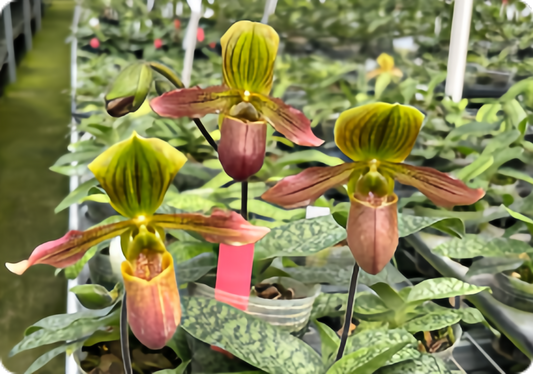 Paphiopedilum Pigmy（glaucophyllum x purpuratum)