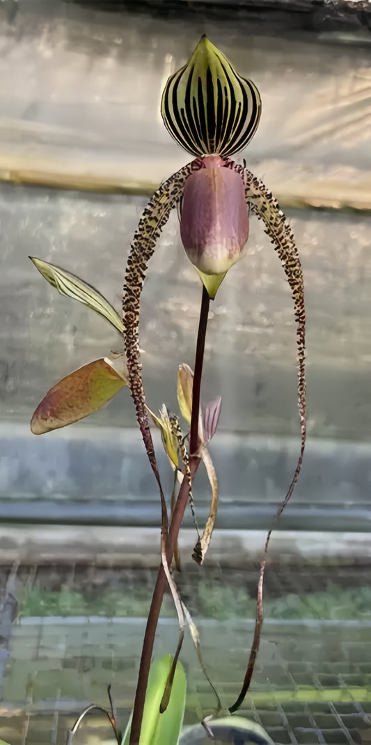Paphiopedilum Prince Edward of York x gigantifolium