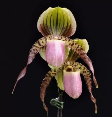 Paphiopedilum Shen-Liu Elf  (liemianum x anitum)