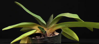 Paphiopedilum Shen-Liu Elf  (liemianum x anitum)