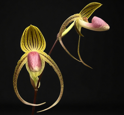 Paphiopedilum Shin Yi Formosa