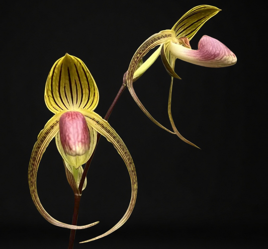 Paphiopedilum Shin Yi Formosa