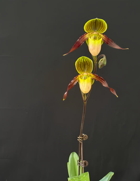 Paphiopedilum Shireen (glaucophyllum x  philippinense)