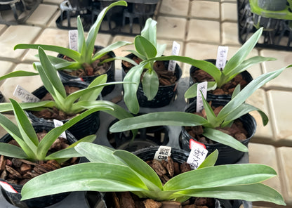 Paphiopedilum Shireen (glaucophyllum x  philippinense)