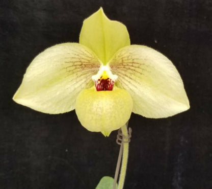 Paphiopedilum Shun-Fa Golden (hangianum x malipoense) NFS