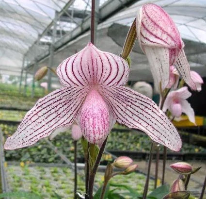 Paphiopedilum Woluwense(rothschildianum x niveum)