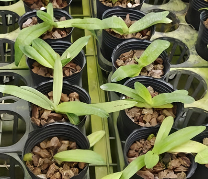 Paphiopedilum Woluwense(rothschildianum x niveum)