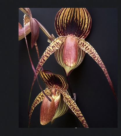 Paphiopedilum Wossner Black Wings