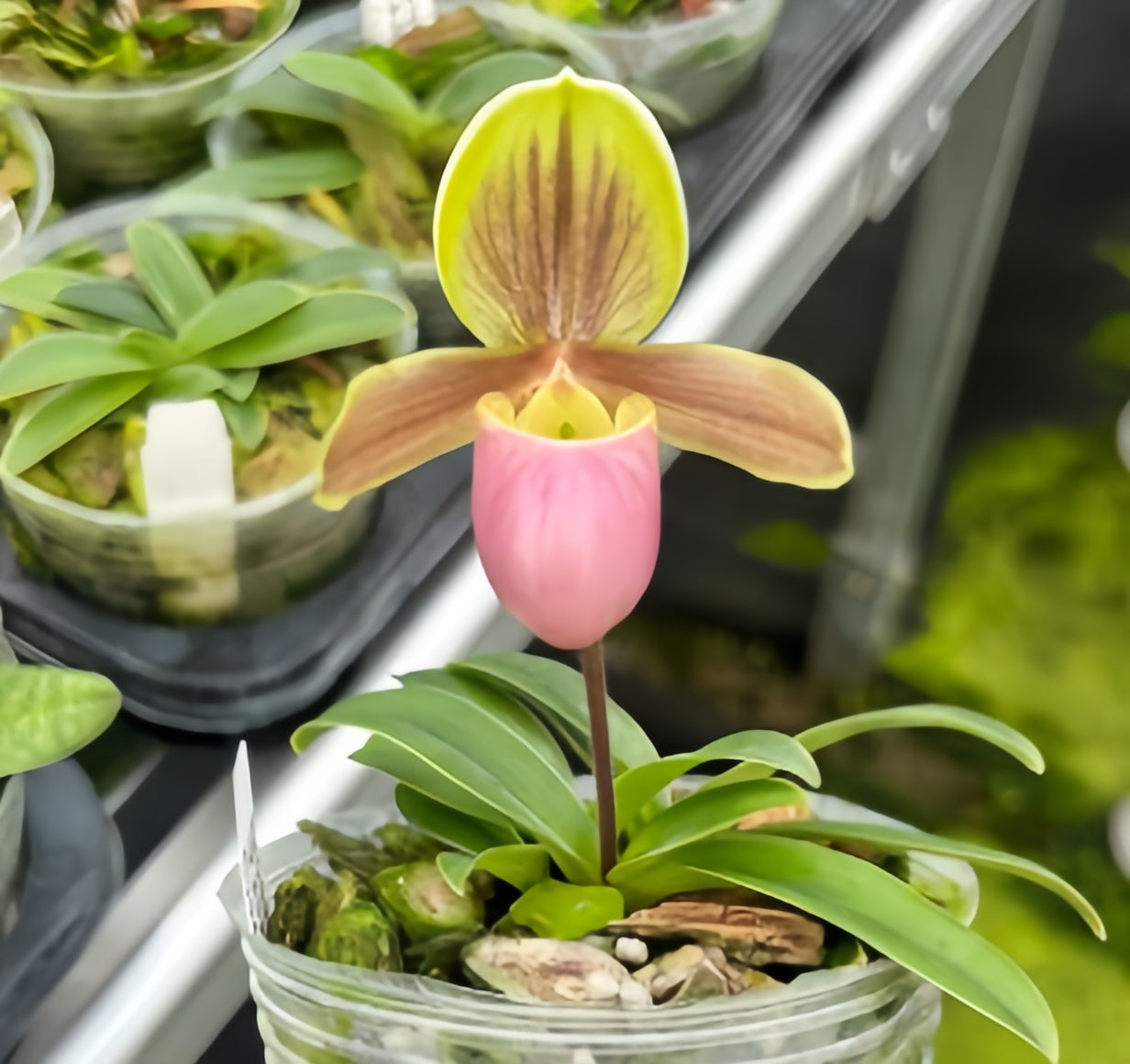 Paphiopedilum Wossner Ministar (henryanum x helenae)