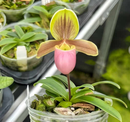 Paphiopedilum Wossner Ministar (henryanum x helenae)