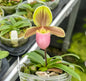 Paphiopedilum Wossner Ministar (henryanum x helenae)