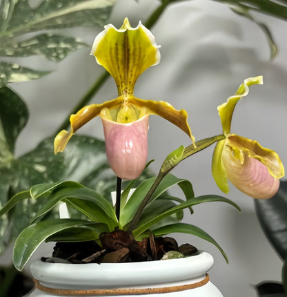 Paphiopedilum Wossner Ministar (henryanum x helenae)