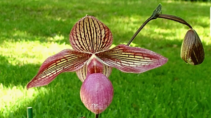 Paphiopedilum Gloria Naugle （micranthum x rothschildianum）