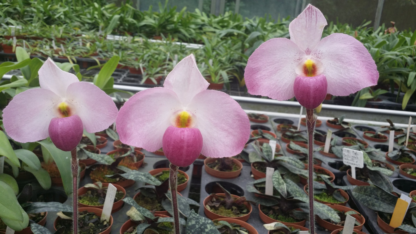 Paphiopedilum Ho Chi Minh