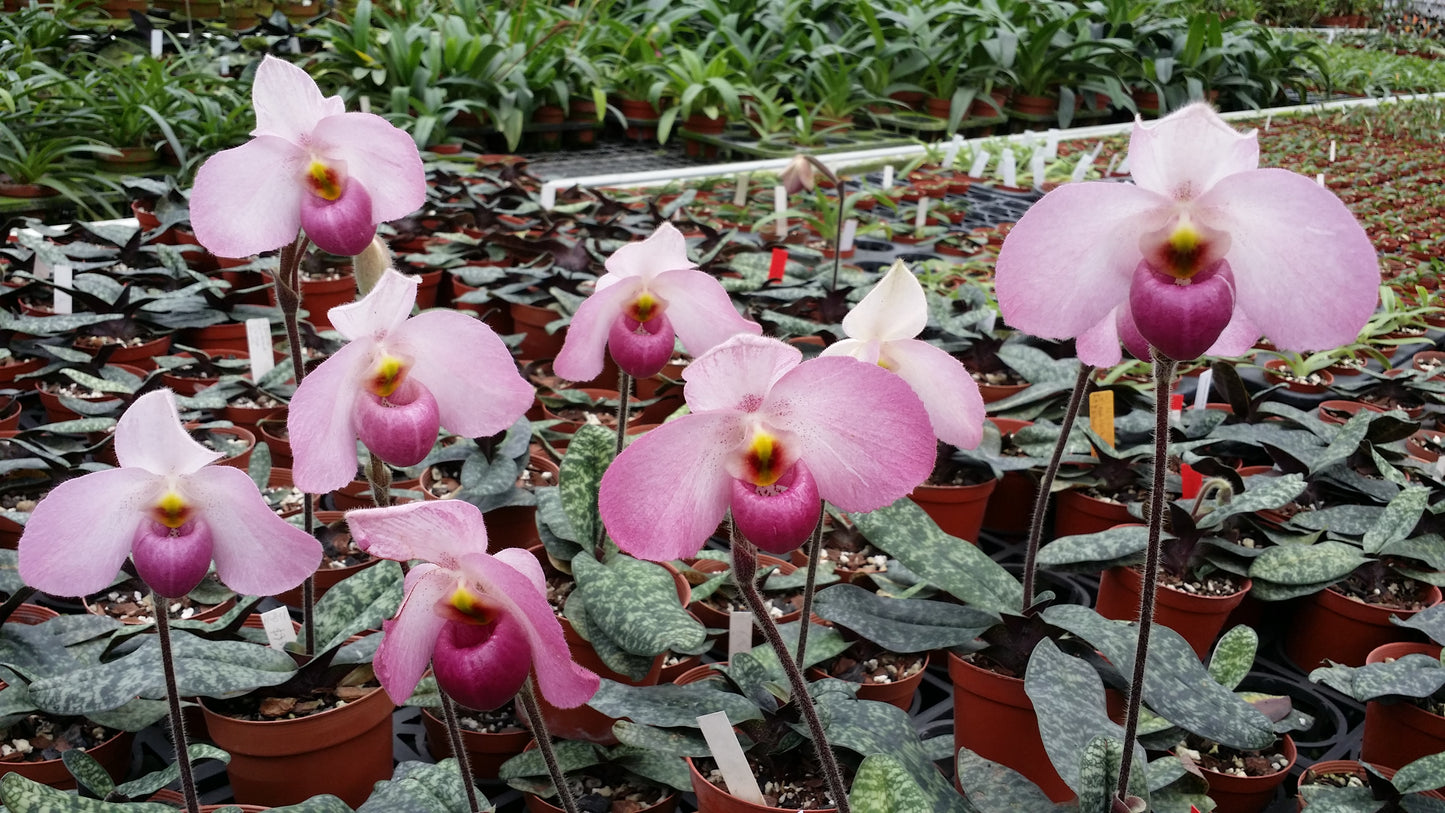 Paphiopedilum Ho Chi Minh