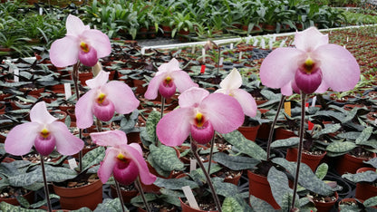 Paphiopedilum Ho Chi Minh