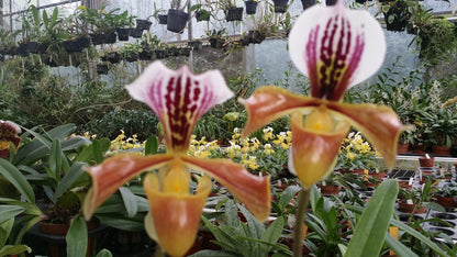 Paphiopedilum gratrixianum var gratixianum