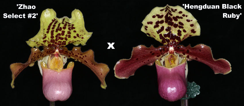 Paphiopedilum henryanum