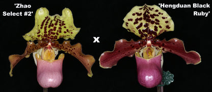 Paphiopedilum henryanum